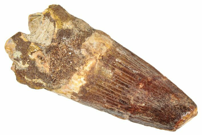 Fossil Spinosaurus Tooth - Robust Tooth #274116